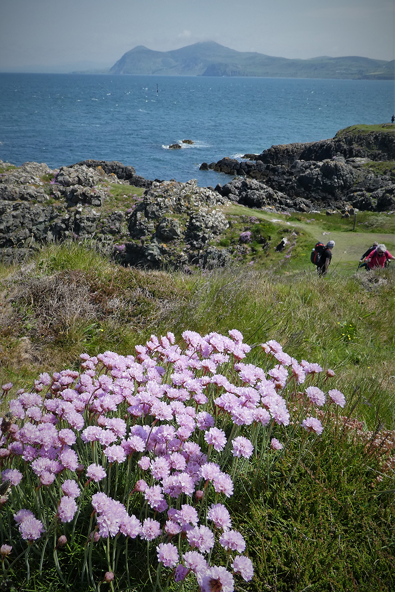 view of the mountains, sea and flowers